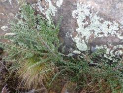 Cotoneaster horizontalis: Wild plant on Banks Peninsula.
 Image: D. Glenny © Landcare Research 2017 CC BY 3.0 NZ